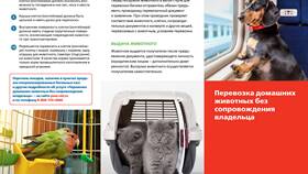 Как оформить перевозку животного в поездах РЖД в Инканто